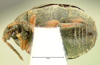 Media type: image;   Entomology 126 Aspect: habitus ventral view